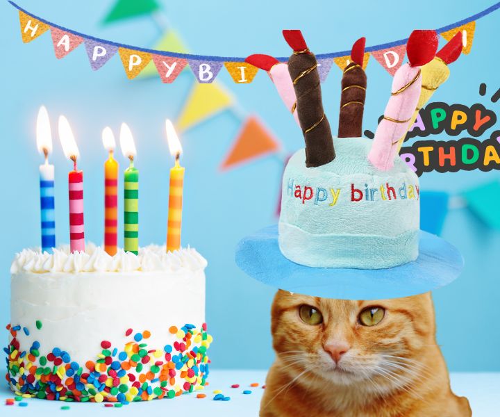 Mũ sinh nhật cho chó mèo