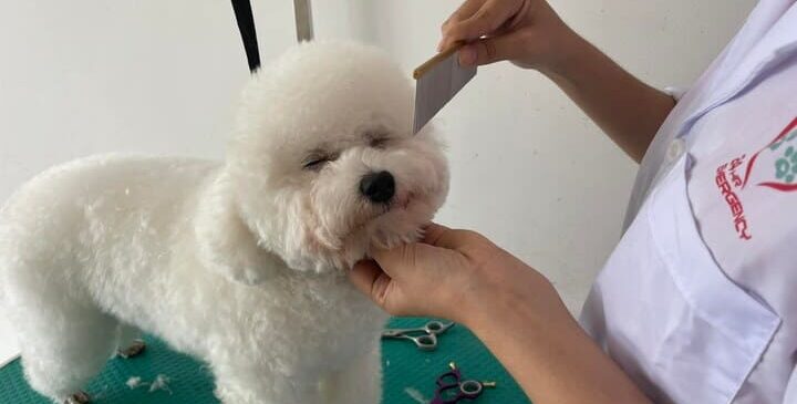 spa thú cưng cần thơ