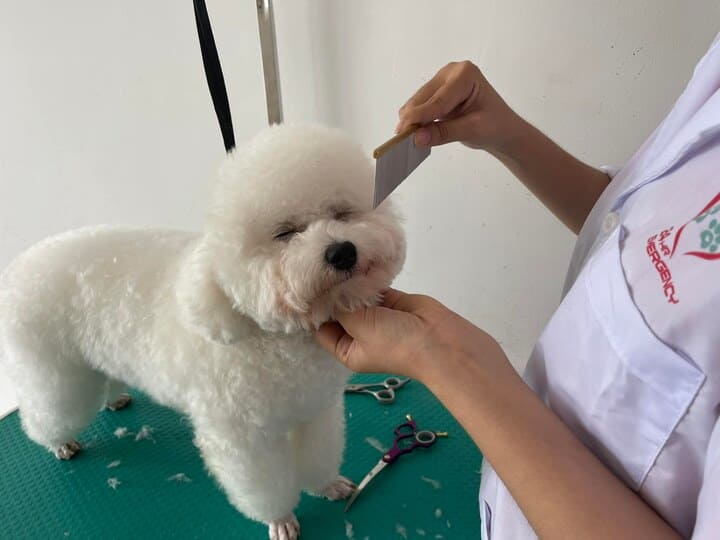 spa thú cưng cần thơ