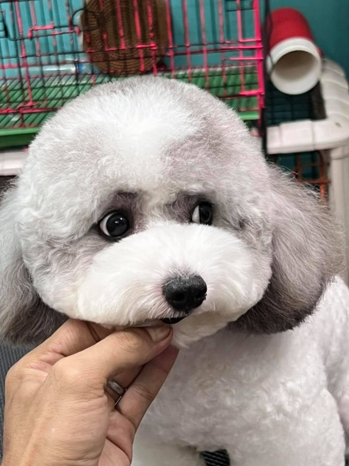 Grooming Spa - Saigon Pet