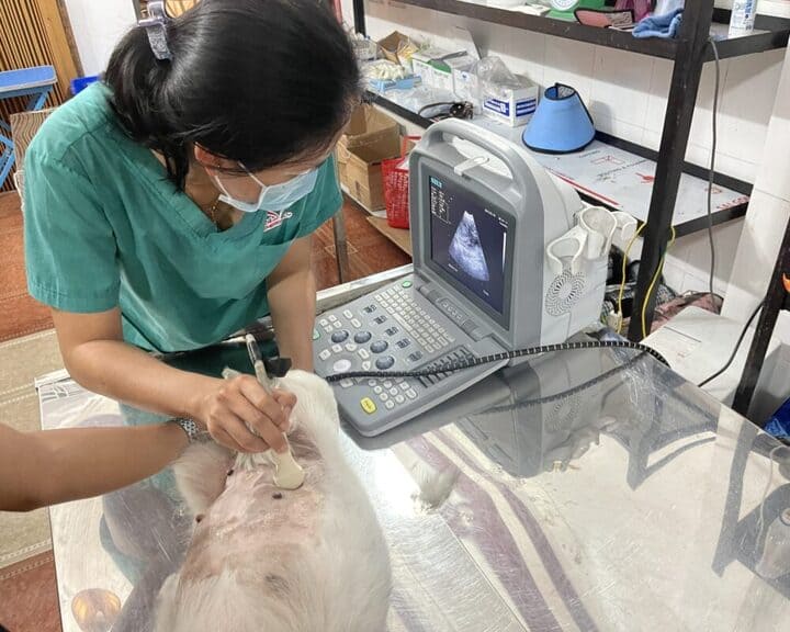 phòng khám thú y Bảo Minh Châu