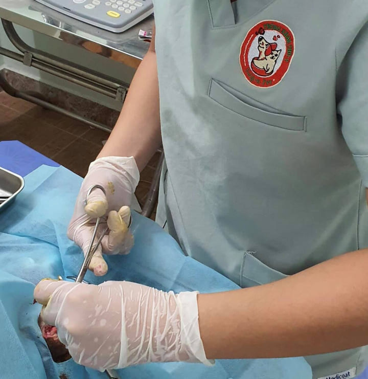 phòng mạch thú y