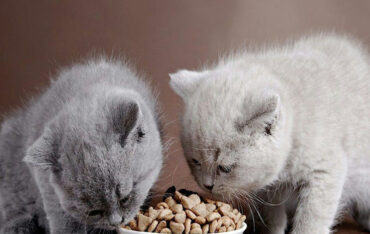 Hạt thức ăn dinh dưỡng