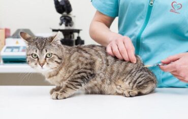 tiêm ngừa cho mèo