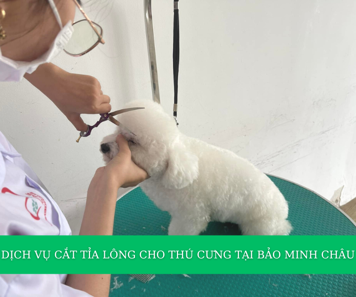 Dịch vụ cắt tỉa lông cho thú cưng tại Bảo Minh Châu