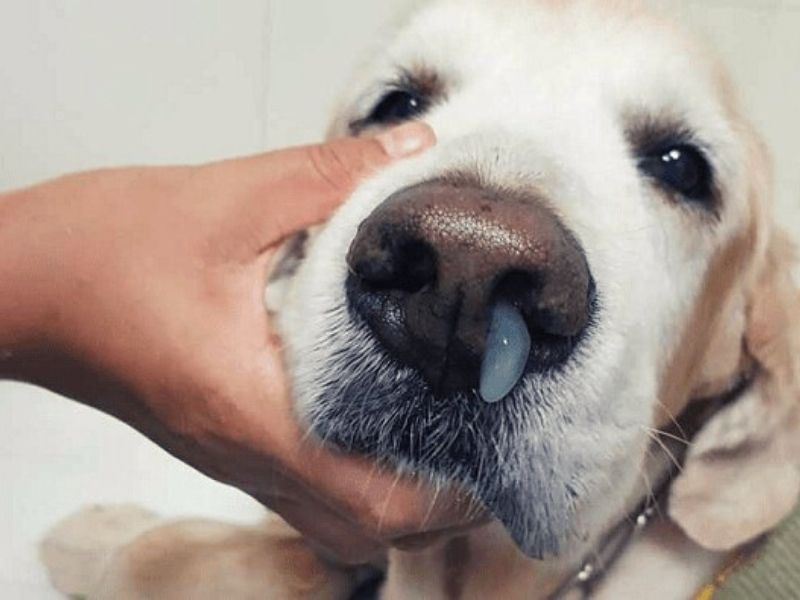 Bệnh care ở chó: chữa bây giờ hoặc không bao giờ