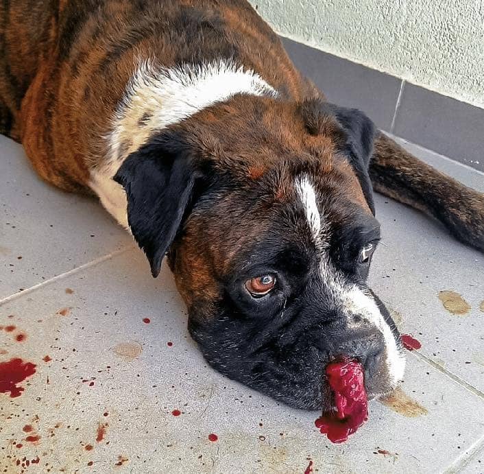 Cần làm gì trong trường hợp chó bị chảy máu mũi?